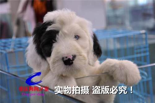 重庆宠物店繁殖海盗眼古代牧羊犬