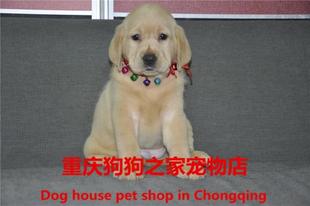 重庆狗狗之家宠物店名犬舍出售纯种奶黄色拉布拉多幼犬小七同款