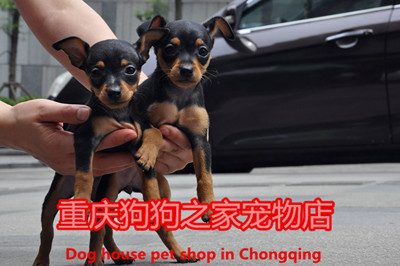 重庆宠物店纯种铁包金出售小鹿犬
