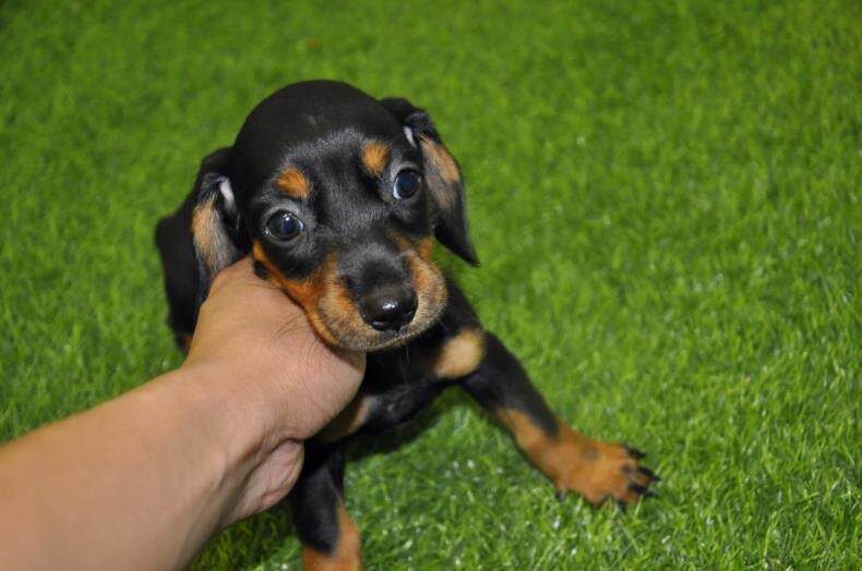 重庆狗狗之家宠物店纯种铁包金腊肠犬迷你腊肠犬棕色腊肠犬出售