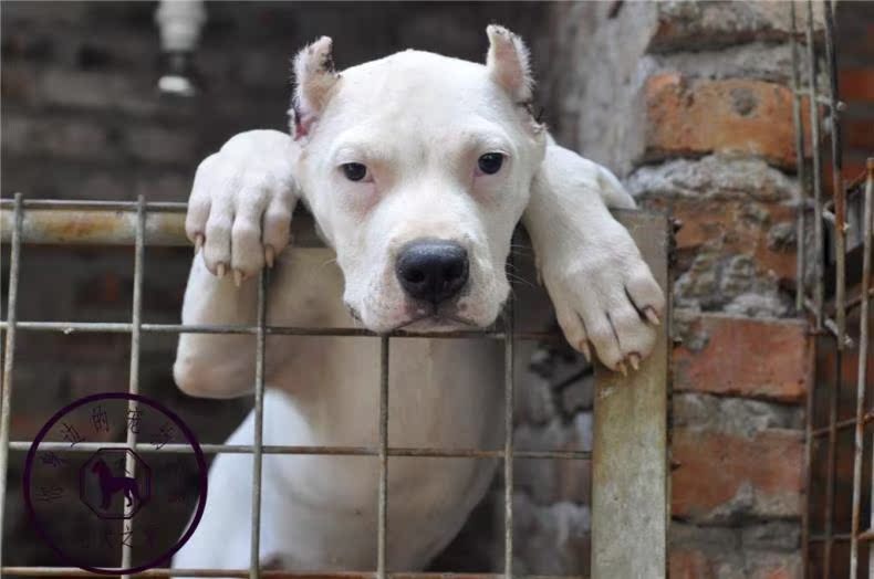 重庆猎犬繁殖基地纯种阿根廷杜高犬卡斯罗川东猎犬看家护院打猎狗 宠物/宠物食品及用品 狗狗 原图主图