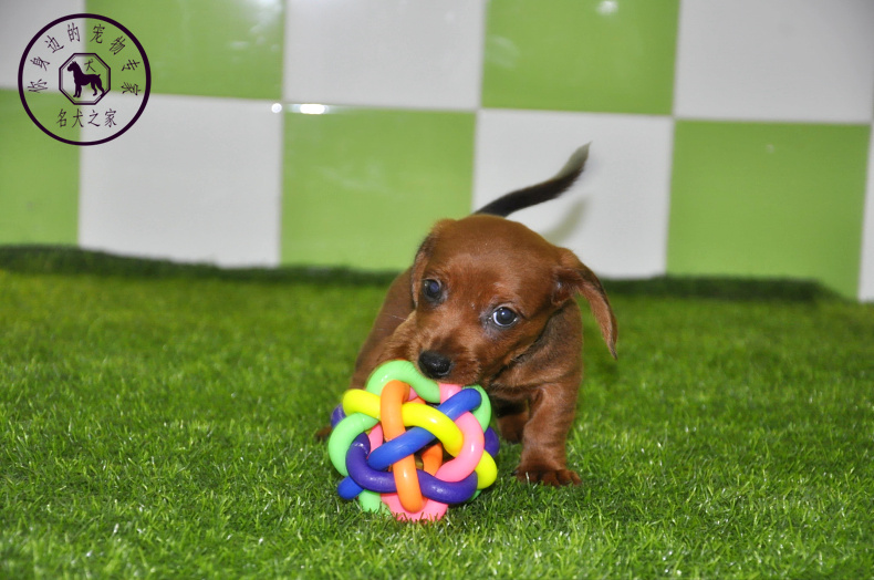 重庆狗狗之家宠物店十年老店出售纯种迷你腊肠犬黄色铁包金腊肠犬