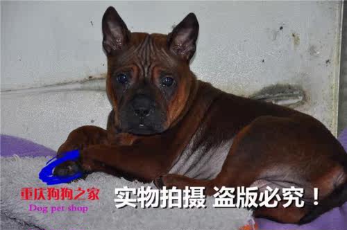 重庆宠物店专业出售杜高犬