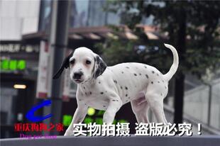 重庆狗狗之家十年品质老店名犬之家出售纯种斑点狗幼犬大麦町犬