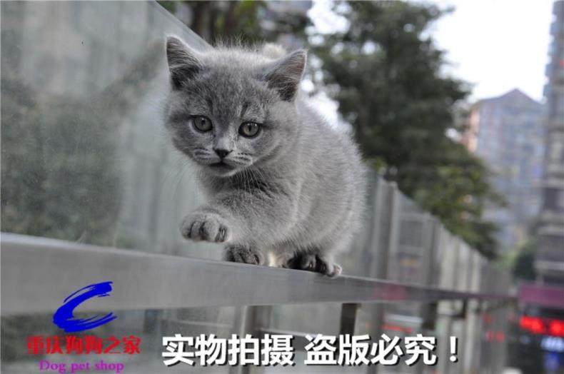 重庆宠物店出售纯种英短蓝猫