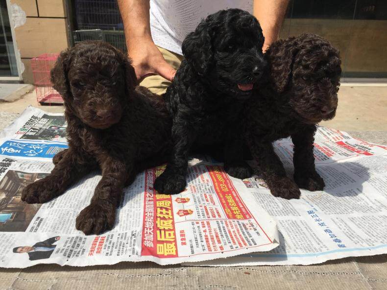 重庆狗狗之家名犬繁殖基地纯种巨型贵宾犬巨贵幼犬黑色巨贵出售