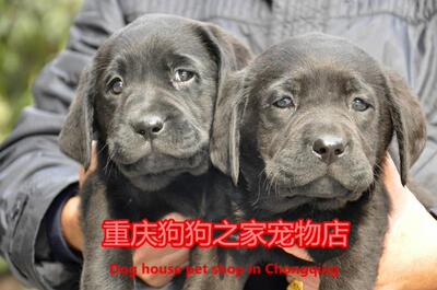 重庆宠物店黑色出售拉布拉多犬