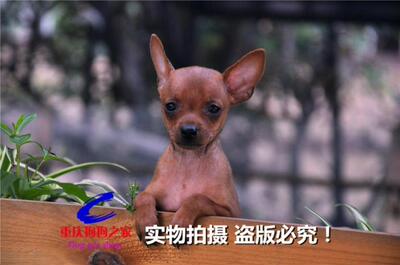 之家宠物店基地小鹿犬金色狗狗