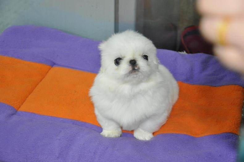 重庆狗狗之家宠物店名犬舍长期出售高品质京巴狗纯种北京犬金狗|msdalam kategori haiwan peliharaan/makanan haiwan dan bekalan, anjing - dari Buy2taobao.com untuk memberikan perkhidmatan ejen Taobao profesional membeli