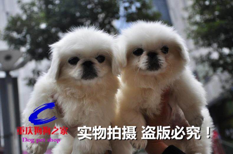 重庆狗狗之家宠物店名犬之家出售纯种北京狗京巴犬同城送货上门