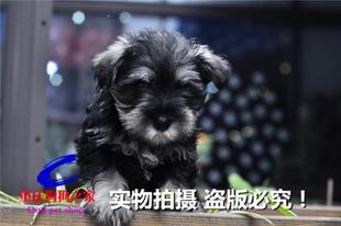 重庆狗狗之家宠物店十年老店名犬繁殖基地出售纯种迷你雪拉瑞幼犬