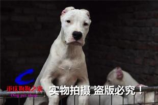 重庆狗狗之家十年老店猎犬繁殖基地出售纯种阿根廷杜高犬打猎犬