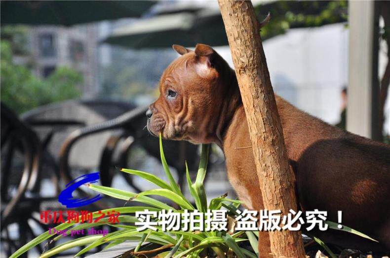 重庆狗狗之家猎犬繁殖基地十年品质老店出售川东猎犬邻水狗洞狗