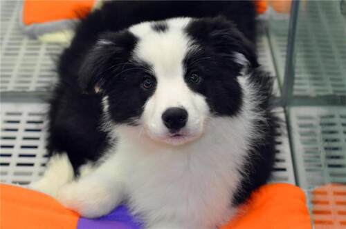 重庆宠物店七白三通边境牧羊犬