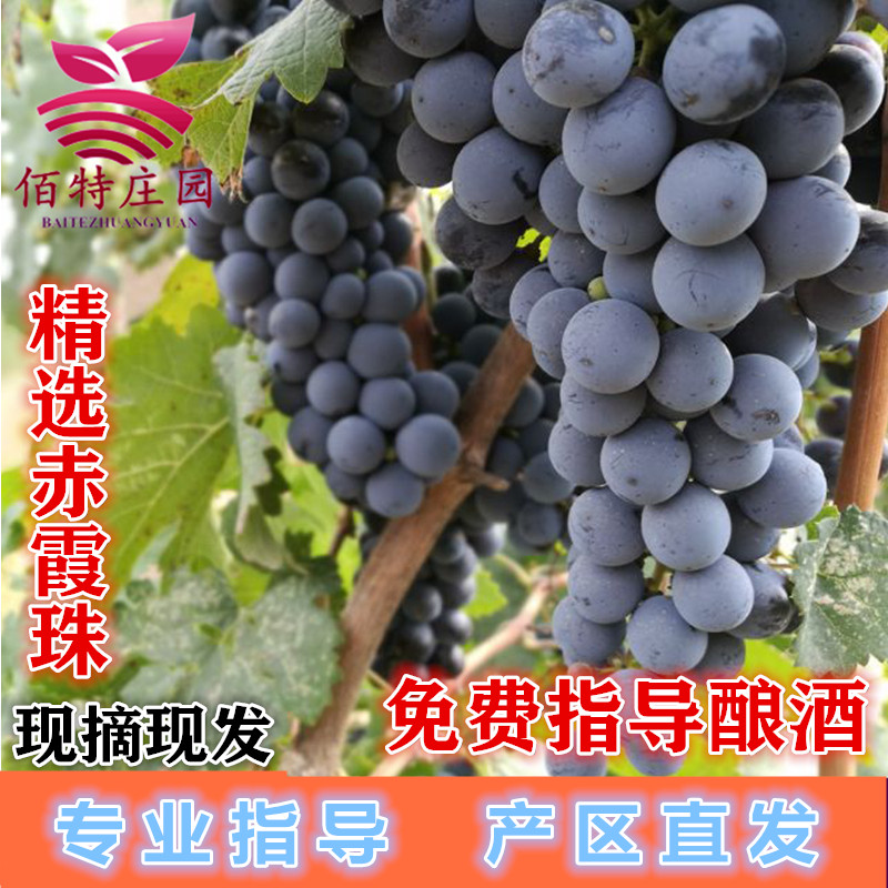 贺兰山赤霞珠新鲜酿酒葡萄现摘现发40斤装DIY紫葡萄小黑葡萄自酿