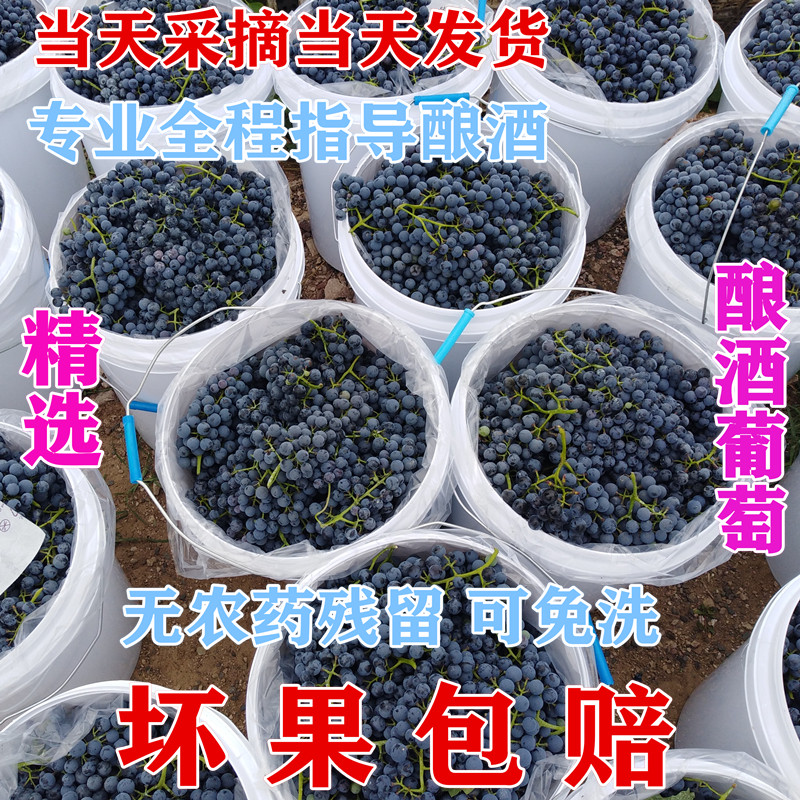 宁夏产区新鲜现摘酿酒葡萄自酿