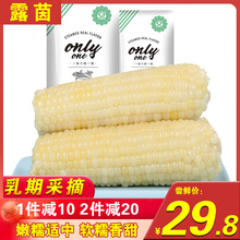 露茵甜糯小玉米棒新鲜即食糯玉米粘黏现摘真空东北8棒 乳期采摘