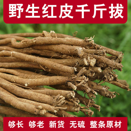 野生千斤拔500g千金拔一条根钻地风中草药材无添加干货泡酒煲汤料