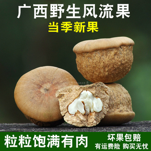 广西正宗野生风流果新货正品 石头果龟头子厚鳞男性滋补养生泡酒料