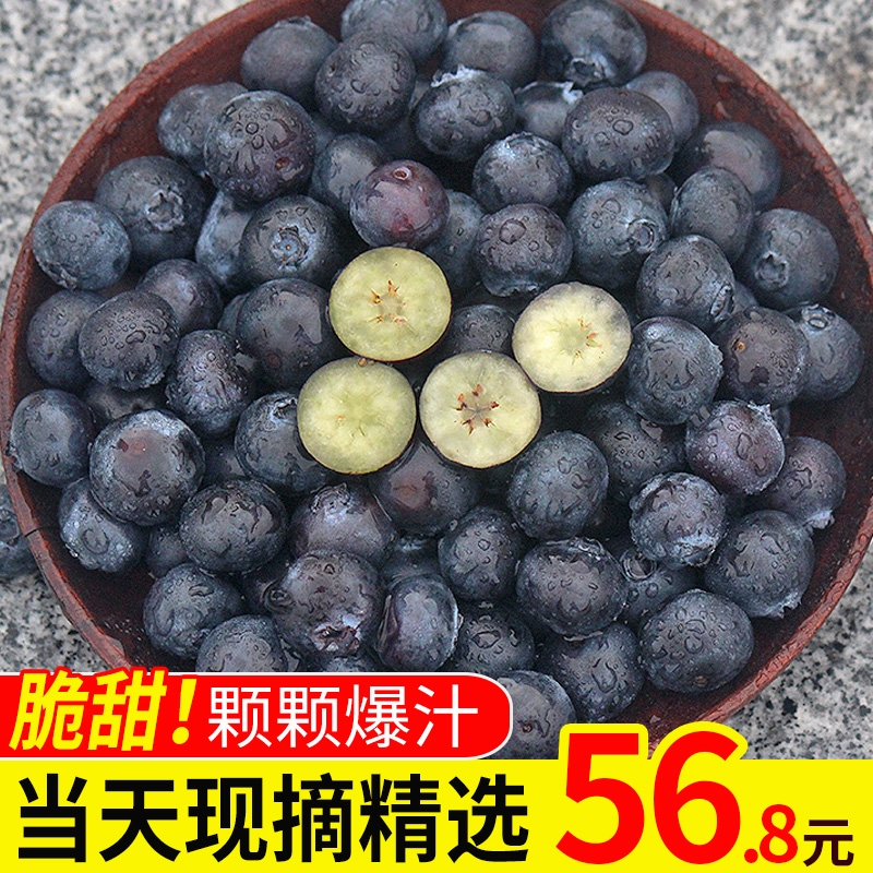 丹东蓝莓大果新鲜500g鲜果蓝梅孕妇宝宝辅食当季水果护眼包邮