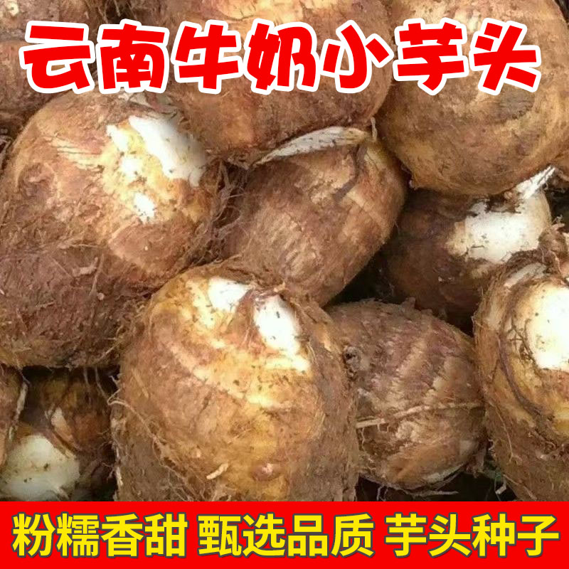 芋头种子云南牛奶芋头软糯香甜