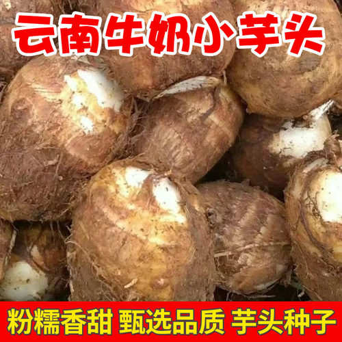 芋头种子云南牛奶芋头软糯香甜