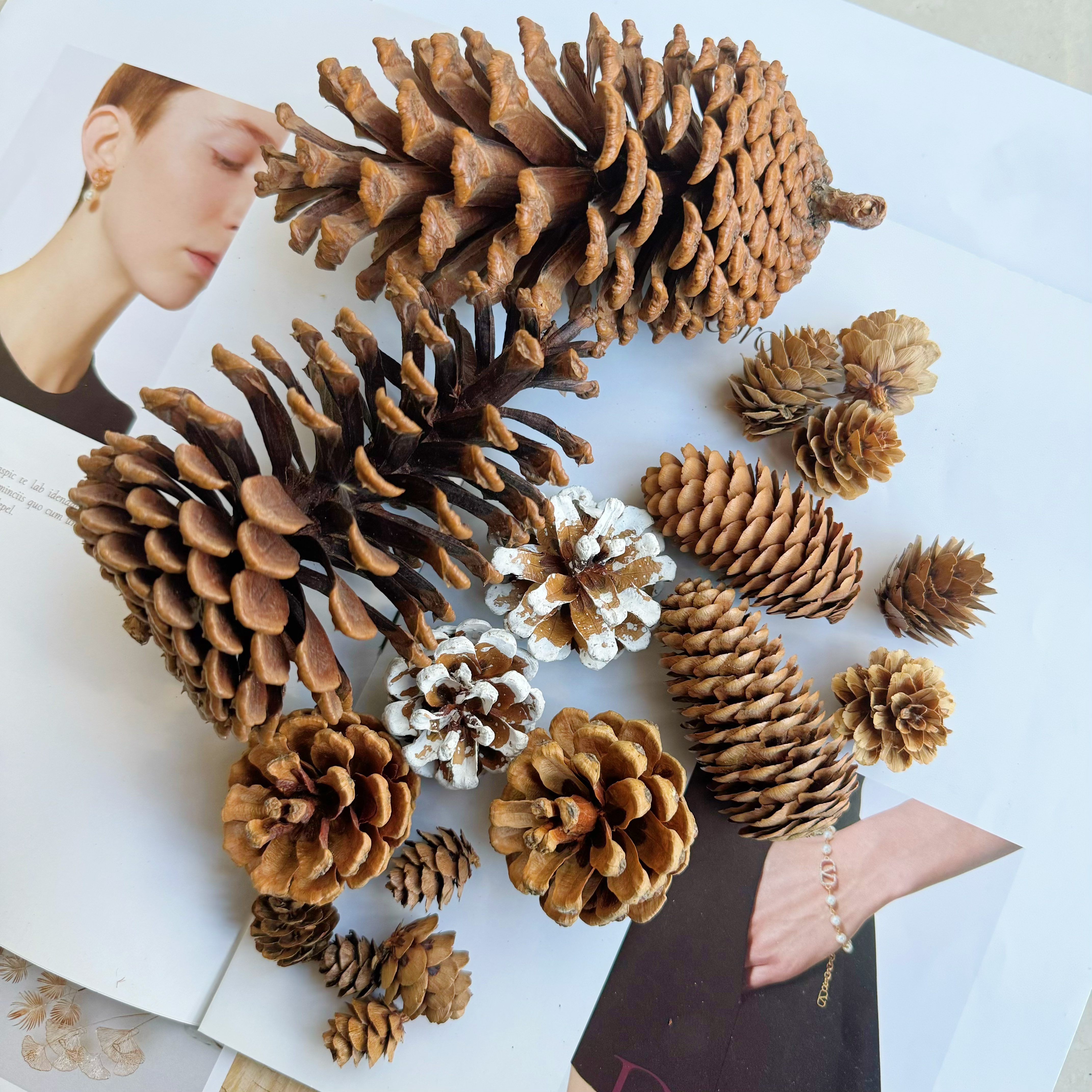 天然美国松落地松球油松果干花组合创意摆件DIY材料圣诞装饰手工