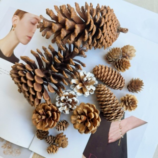 天然美国松落地松球油松果干花组合创意摆件DIY材料圣诞装饰手工