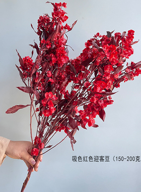 年宵花永生花蝴蝶花迎客豆真花干花