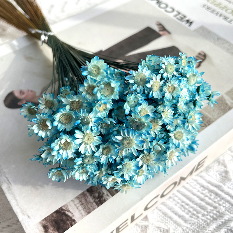 小清新永生巴西小星花真花干花花束小雏菊DIY素材口红滴胶口红