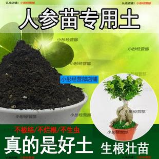 人参苗专用土人参苗土种植土壤营养土盆栽种花泥土透气通用养花土