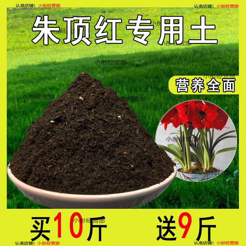 朱顶红专用土朱顶红专用肥料花盆花草椰砖鲜花植物家庭阳台养花土