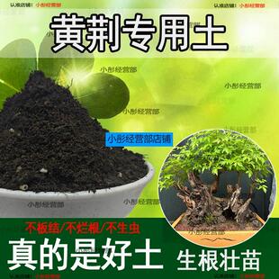黄荆专用土盆栽阳台盆景种花养花黄荆营养土通用种植土壤有机肥料