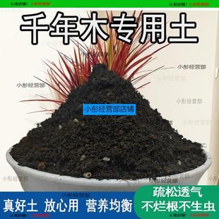 千年木专用土肥料盆栽土壤园艺养花育苗花土阳台千年木营养土蓬松