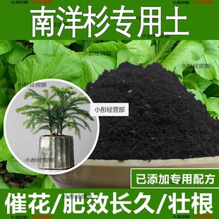南洋杉专用土南洋杉专用营养土酸性土种植土通用土有机土肥料土壤