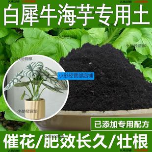 白犀牛海芋专用土白犀牛海芋专用营养土酸性土种植土通用土有机土