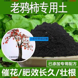 老鸦柿专用土老鸦柿专用营养土酸性土种植土通用土有机土肥料土壤