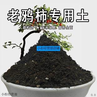 老鸦柿专用土种树专用的营养土金弹子果树土壤花土黑土有机营养土