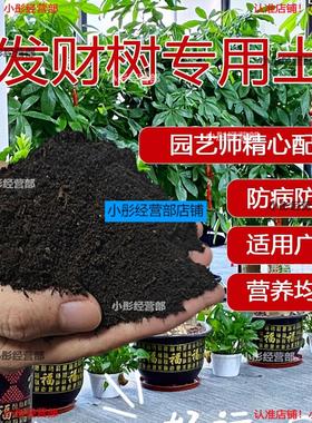 发财树肥料专用肥泥土种植土种养发财树专用土营养土花土盆栽土壤