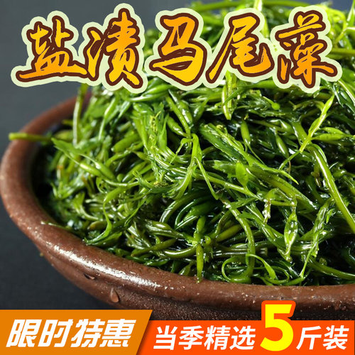 荣成盐渍马尾藻海藻鞭炮笋长寿菜海苣藻羊栖菜粗脆凉拌火锅食材