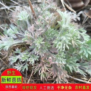 新鲜茵陈陕西秦岭野生白蒿现挖嫩芽食用农产品泡水鲜茵陈农村直发