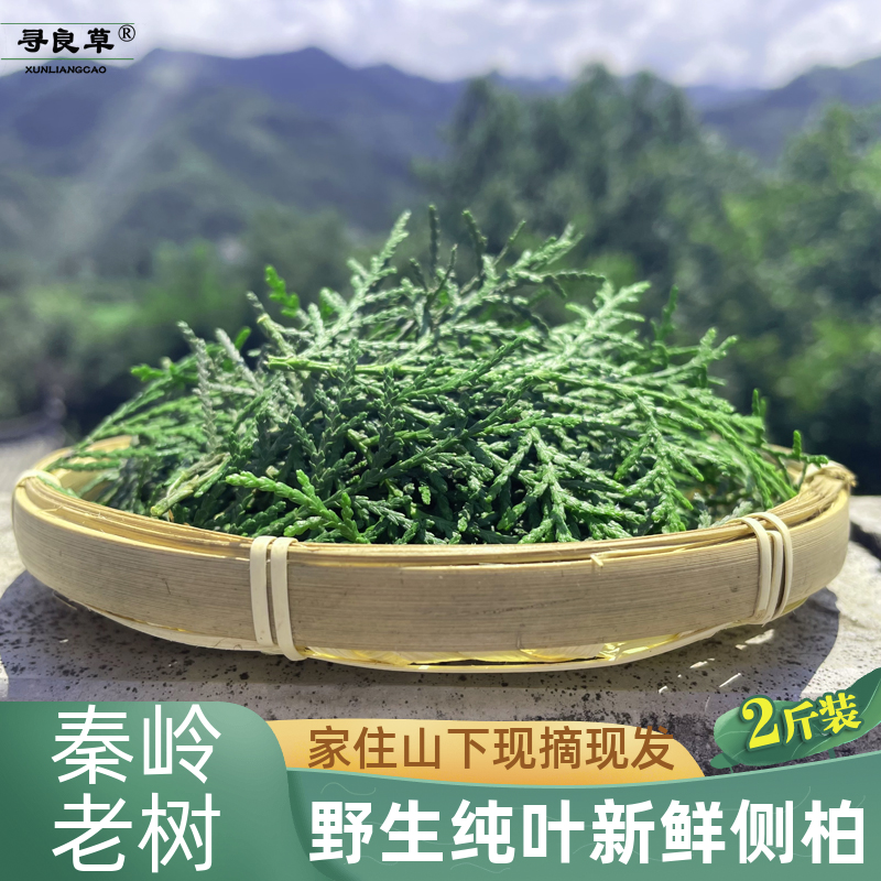 新鲜养发脂溢性止脱去油侧柏叶