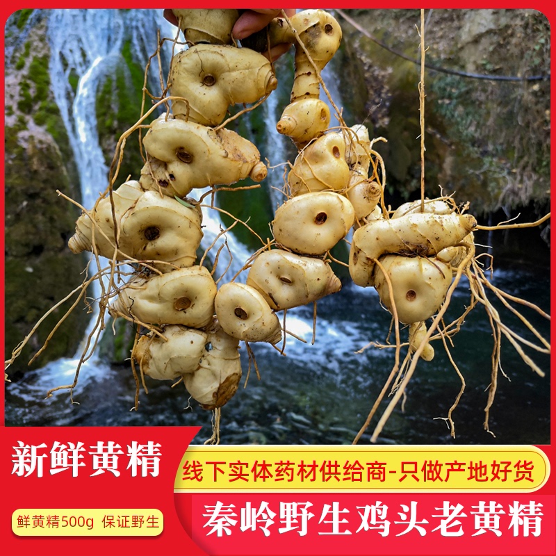Qinling fresh wild Polygonatum 500g Mountains natural Beheaded Polygonatum 5-12 Authentic over years oldin the Traditional nourishing food , Medicinal and Edible Food , Huang Jing  category - from Buy2taobao.com to provide professional Taobao agent buy service