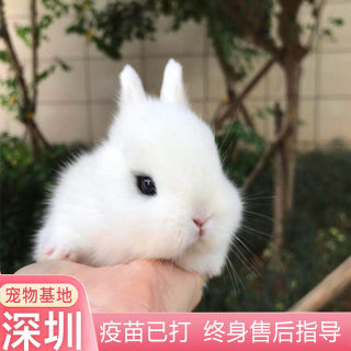 兔子活物侏儒兔小型茶杯迷你兔凤眼海棠猫猫兔纯种垂耳兔宠物兔