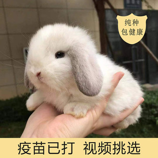 兔子活物纯种垂耳兔宠物兔侏儒兔小型迷你兔长不大宠物宿舍宠物兔