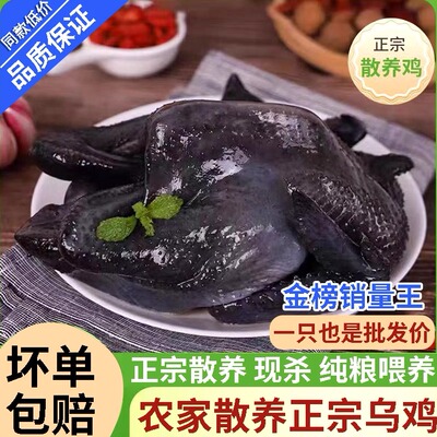 正宗白羽乌鸡新鲜现杀