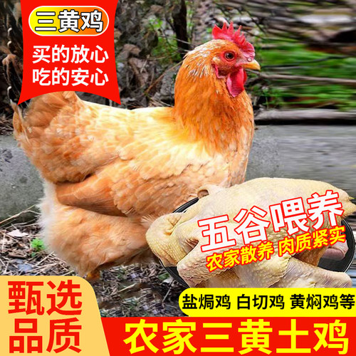 【甄选品质】正宗三黄鸡农家散养