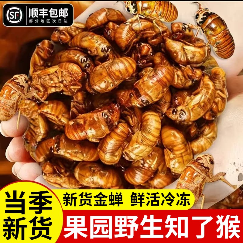 2斤知了猴新鲜活体金蝉鲜活冷冻结了龟爬叉猴非即食油炸蝉蛹包邮