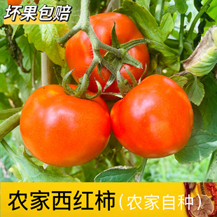 贵州农家露天大西红柿新鲜自然熟老品种沙瓤番茄酸甜多汁