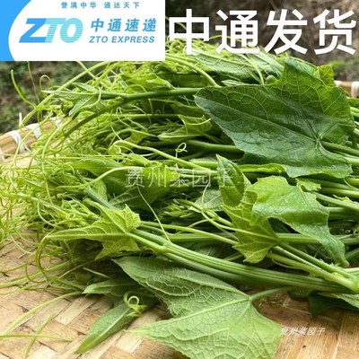 新鲜蔬菜新鲜佛手瓜尖野菜龙须菜